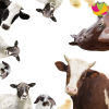 Animal-Compassion-Pod-Logo